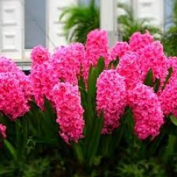 Hyacınthus / sümbül SCARLET PEARL